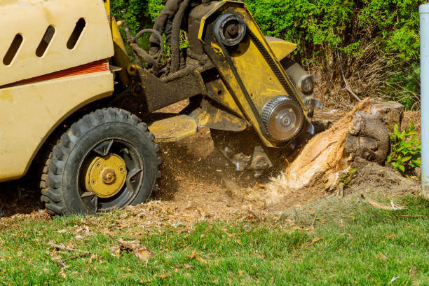 How Our Tree Care Process Works  in  Del Rey Oaks, CA