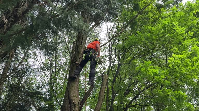 Del Rey Oaks, CA Tree Services Company